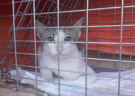 Photo of a street cat in a trap prior to sterilisation