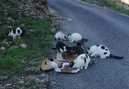 Photo of a colony of street cats prior to being trapped, neutered and returned (TNR)