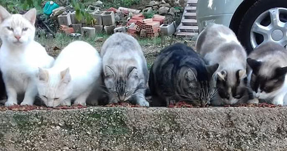 Photo of a small colony of street cats prior to being trapped, neutered and returned (TNR)